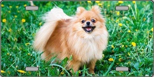 POMERANIAN Dog Metal License Plate dog lovers Craft Supply
