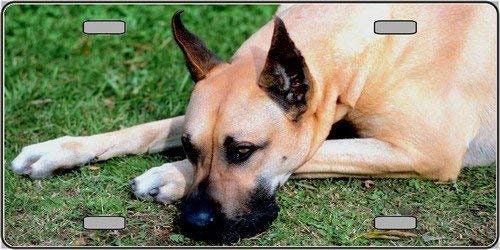 GREAT DANE Dog Metal License Plate dog lovers Craft Supply